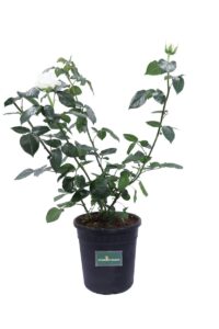 Rosa Grandiflora Bianca v21 egarden.store online