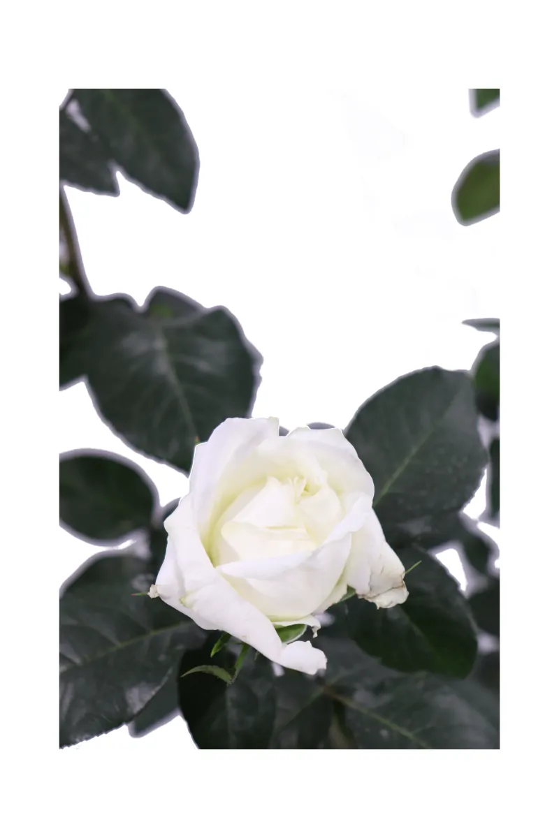 Rosa Grandiflora Bianca v21 egarden.store online