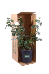 Rosa Grandiflora Bianca v21 egarden.store online