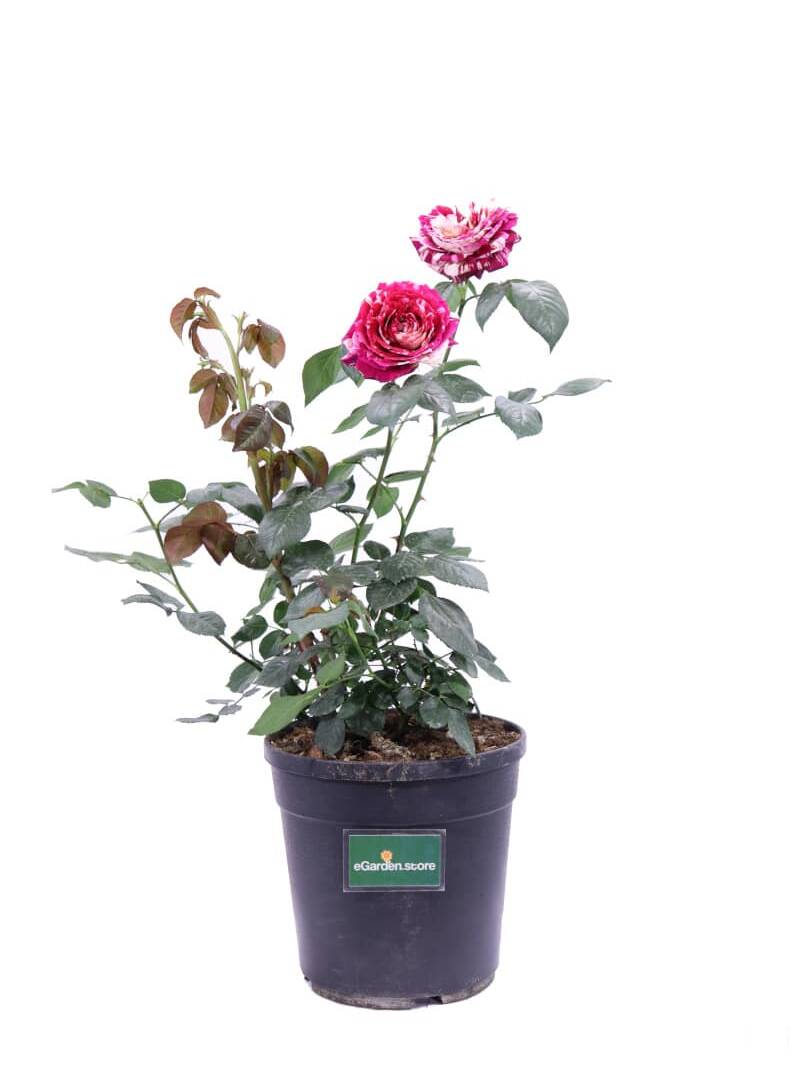 Rosa Grandiflora Fucsia Nuance v21 egarden.store 1