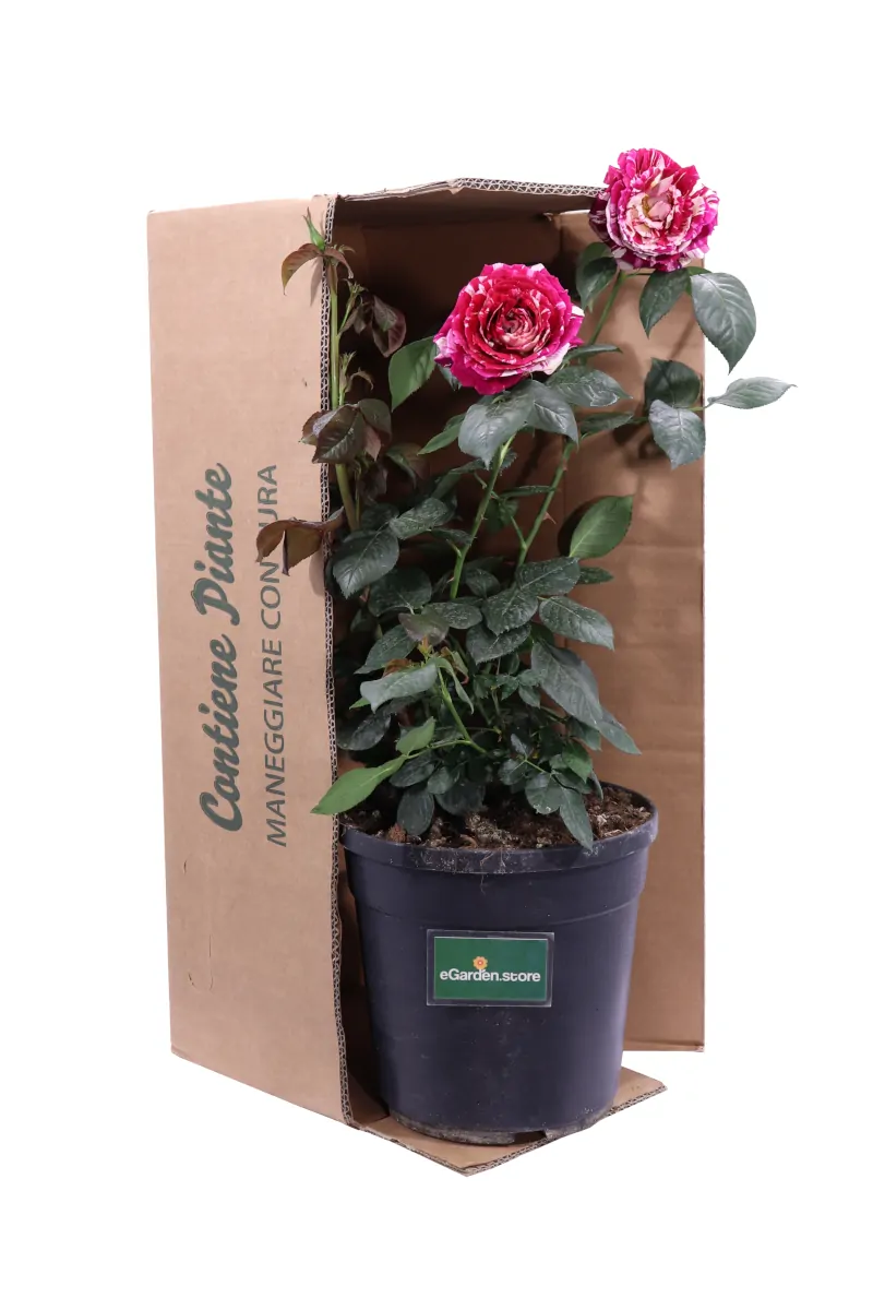 Rosa Grandiflora Fucsia Nuance v21 egarden.store online