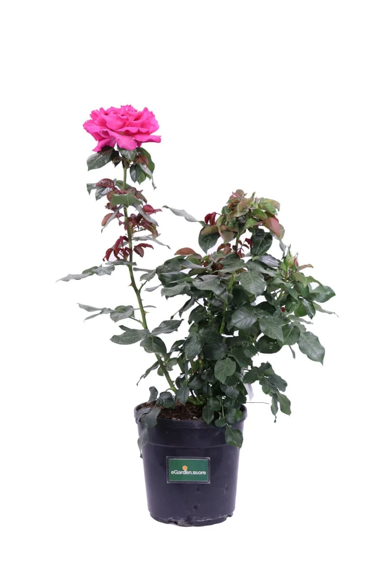 Rosa Grandiflora Fucsia v21 egarden.store online