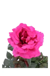 Rosa Grandiflora Fucsia v21 egarden.store online