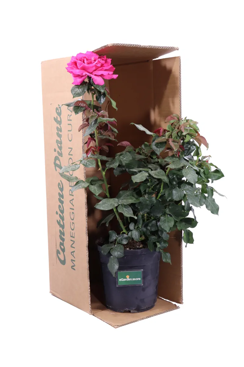 Rosa Grandiflora Fucsia v21 egarden.store online