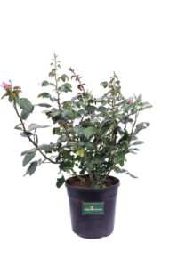Rosa Grandiflora Rosa v21 egarden.store online