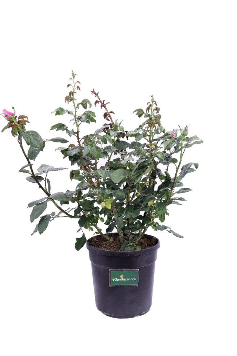 Rosa Grandiflora Rosa v21 egarden.store online