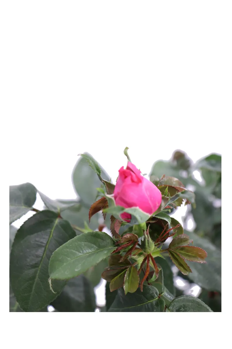 Rosa Grandiflora Rosa v21 egarden.store online