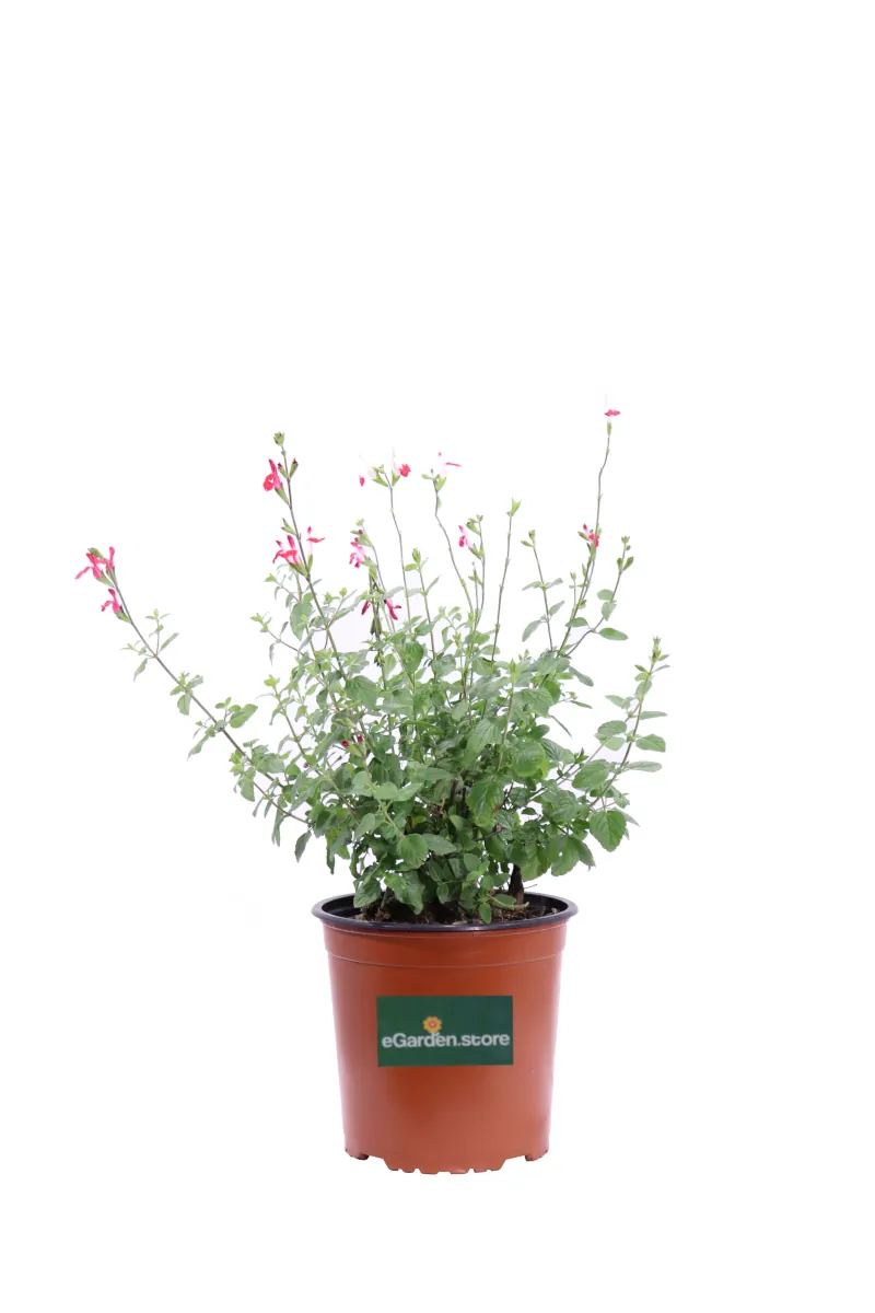 Salvia Jamensis Hot Lips v16 egarden.store online