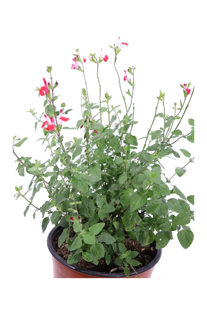 Salvia Jamensis Hot Lips v16 egarden.store online