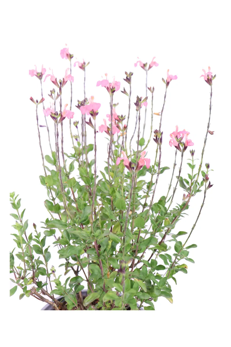 Salvia Jamensis La Siesta v16 egarden.store online