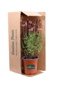 Salvia Jamensis La Siesta v16 egarden.store online