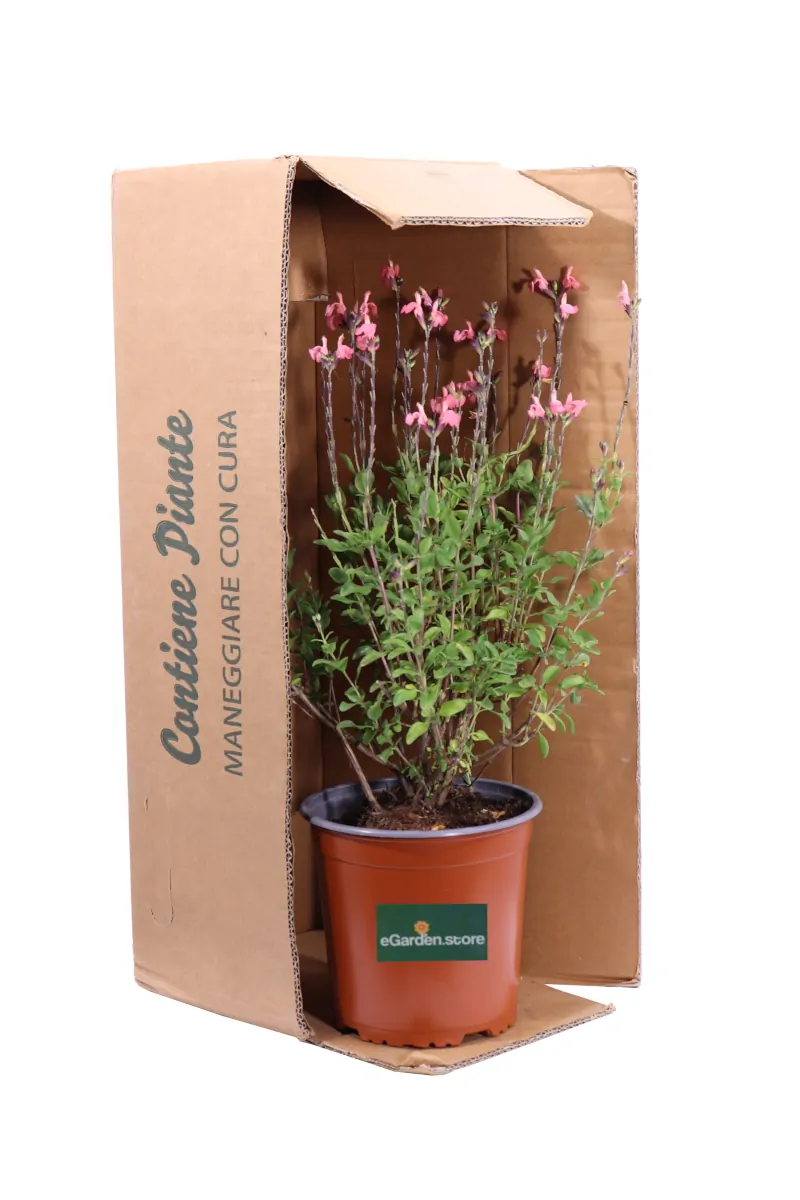Salvia Jamensis La Siesta v16 egarden.store online