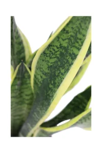 Sansevieria Futura Superba v12 egarden.store online