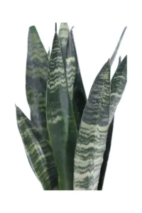 Sansevieria Zeylanica v12 egarden.store online
