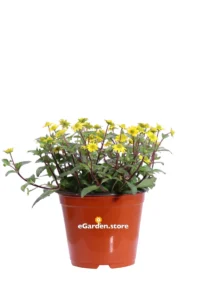 Sanvitalia Procumbens v14 egarden.store online