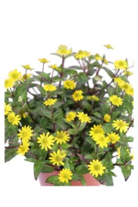 Sanvitalia Procumbens v14 egarden.store online
