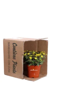 Sanvitalia Procumbens v14 egarden.store online