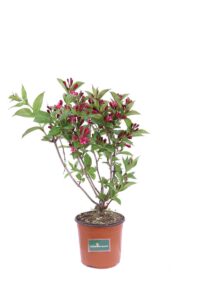 Weigela Bristol Ruby v18 egarden.store online