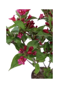 Weigela Bristol Ruby v18 egarden.store online