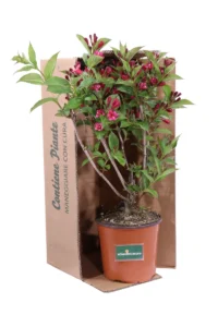 Weigela Bristol Ruby v18 egarden.store online