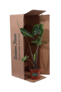 Alocasia Macrorrhiza Stingray v12 egarden.store online