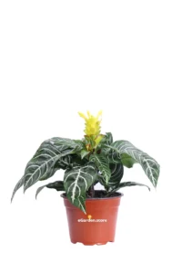 Aphelandra Squarrosa Dania v13 egarden.store online