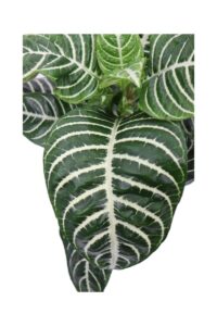 Aphelandra Squarrosa v13 egarden.store online