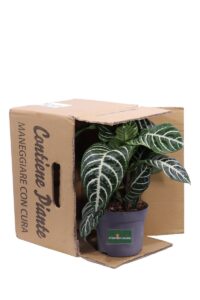 Aphelandra Squarrosa v13 egarden.store online