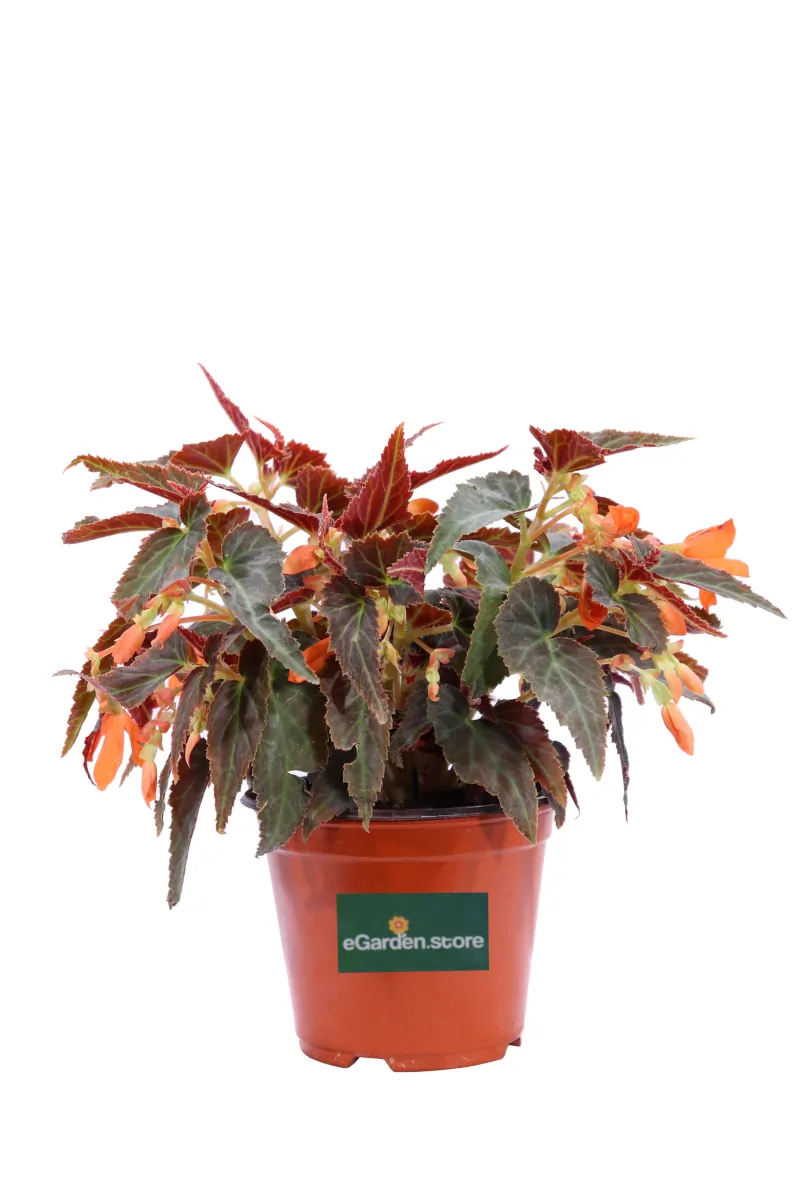Begonia Encanto Falls Orange v14 egarden.store online