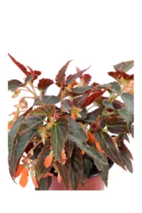 Begonia Encanto Falls Orange v14 egarden.store online