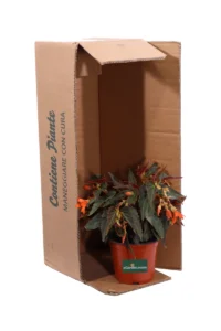 Begonia Encanto Falls Orange