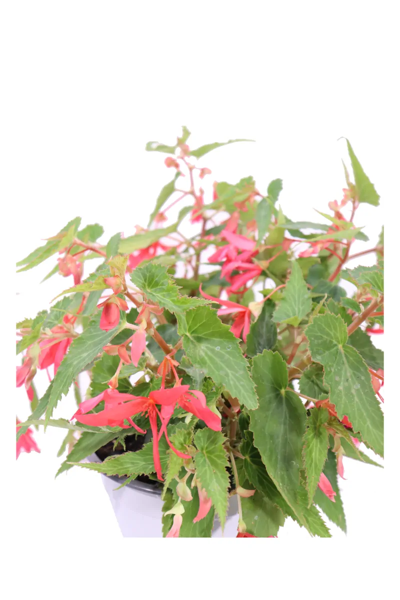 Begonia Encanto Falls Red v18 egarden.store online