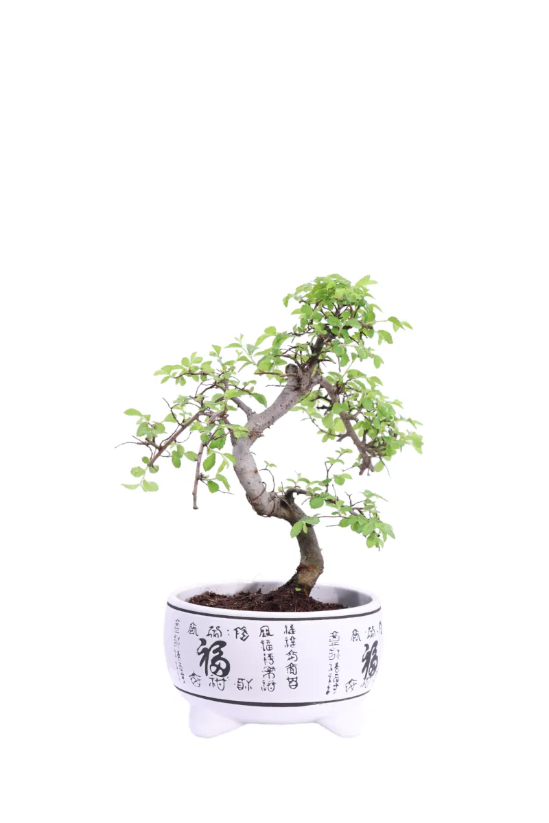 Bonsai Deco Zelkova v15 egarden.store online