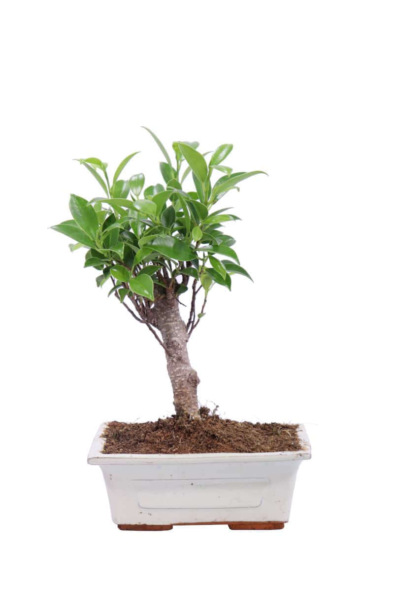 Bonsai Ficus v15 egarden.store online
