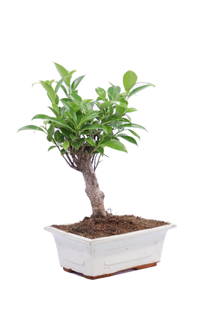 Bonsai Deco Ficus - Vivaio Online eGarden