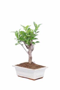 Bonsai Ficus v15 egarden.store online