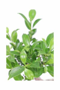 Bonsai Ficus v15 egarden.store online