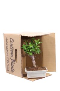 Bonsai Ficus v15 egarden.store online