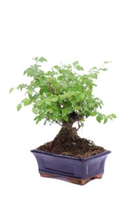 Bonsai Ligustrum v15 egarden.store online