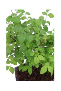 Bonsai Ligustrum v15 egarden.store online