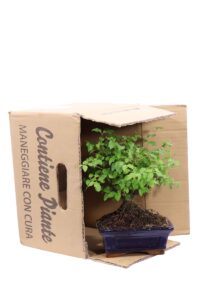 Bonsai Ligustrum v15 egarden.store online