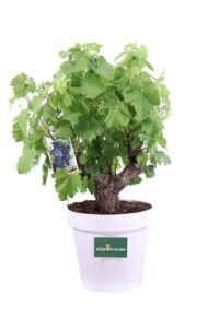 Bonsai Vitis Vinifera v40 egarden.store online