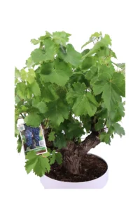 Bonsai Vitis Vinifera