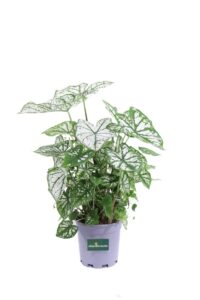 Caladium Bicolor Candida v16 egarden.store online