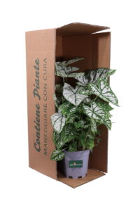 Caladium Bicolor Candida v16 egarden.store online