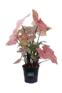 Caladium Bicolor Pink Cloud v24 egarden.store online