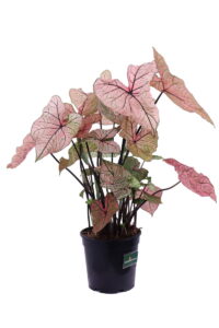 Caladium Bicolor Pink Cloud v24 egarden.store online