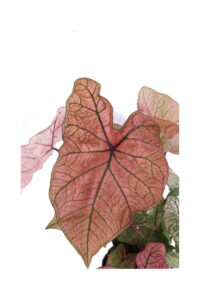 Caladium Bicolor Pink Cloud v24 egarden.store online