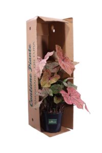Caladium Bicolor Pink Cloud v24 egarden.store online