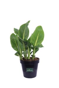 Canna Indica Tropicanna Gold v23 egarden.store online
